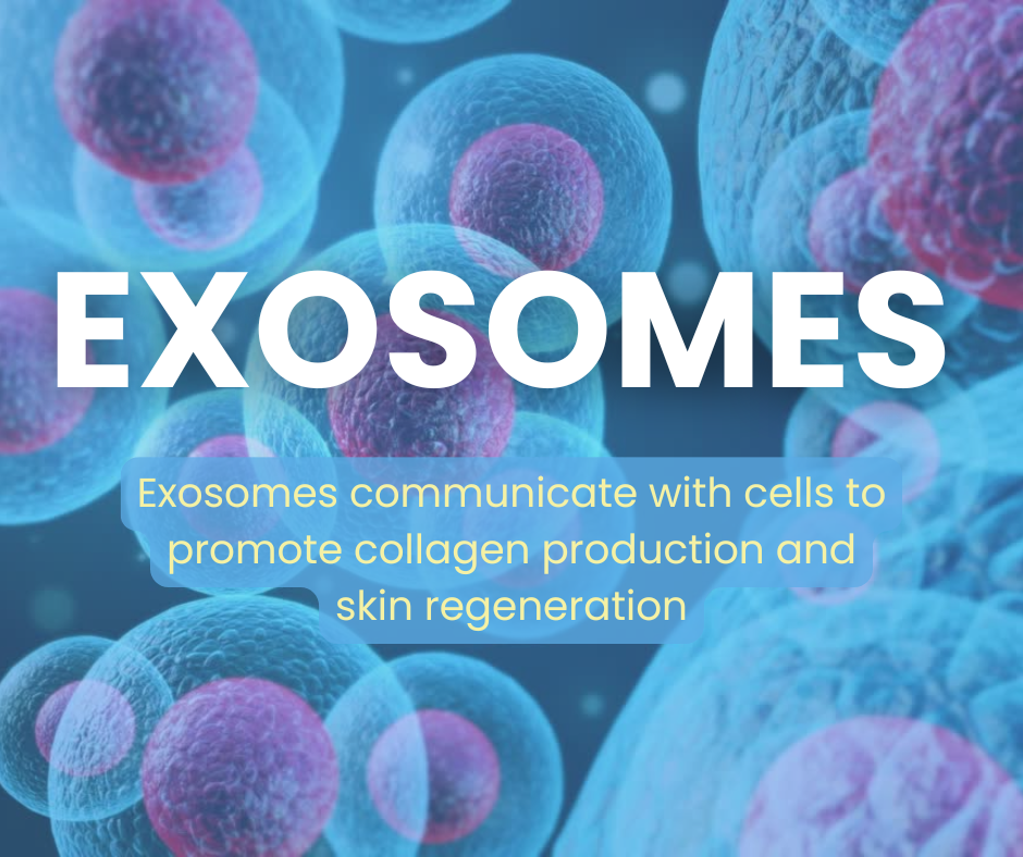 Exosomes promoting collagen production and skin regeneration.