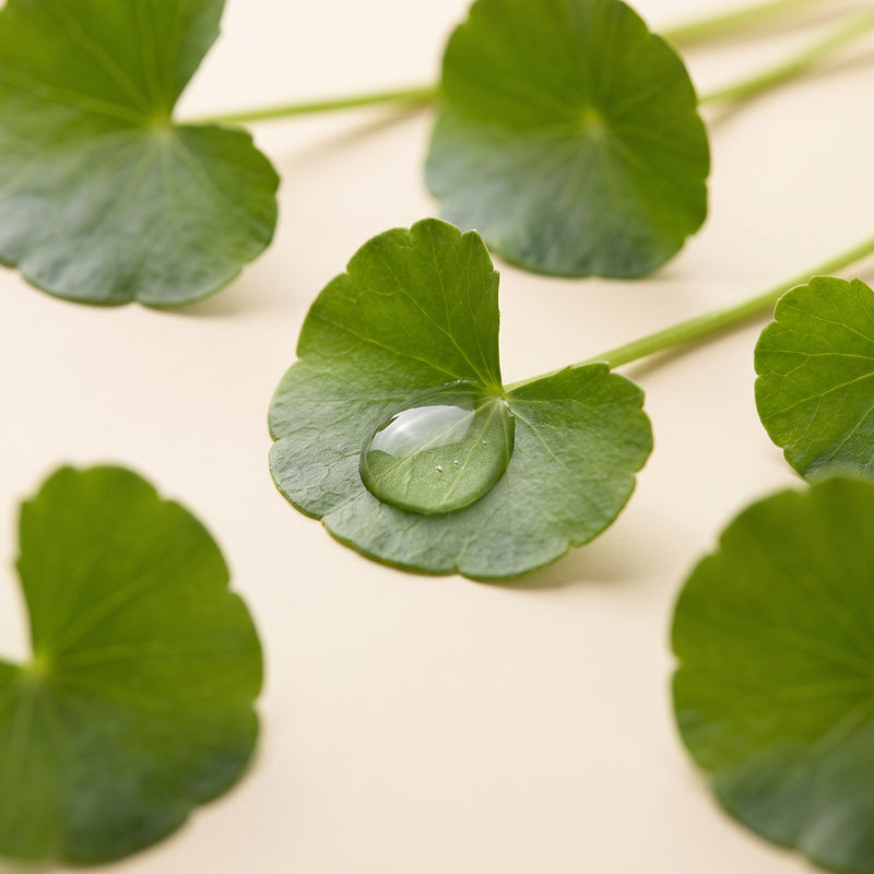 CENTELLA ASIATICA